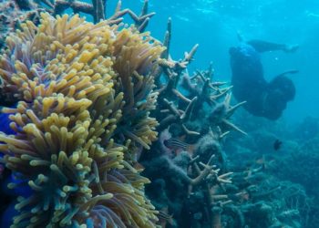 Indonesia Gandeng Lembaga Internasional Restorasi Terumbu Karang di Bali