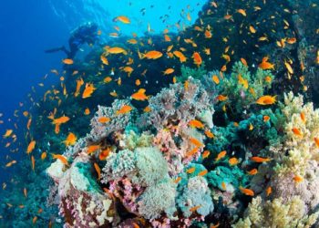 Konferensi ICOES 2020: LIPI Bahas Isu Global Ilmu Kelautan, Limnologi dan GeoSciences