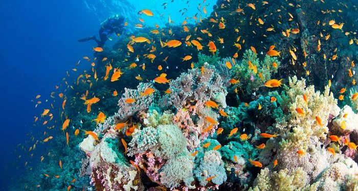 Konferensi ICOES 2020: LIPI Bahas Isu Global Ilmu Kelautan, Limnologi dan GeoSciences