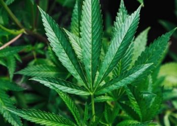 Indonesia Menentang Keputusan PBB Menghapus Ganja dari Obat Berbahaya