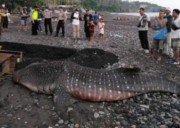 Hiu Paus Seberat 1 Ton Mati Terdampar di Pesisir Bali