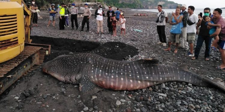 Hiu Paus Seberat 1 Ton Mati Terdampar di Pesisir Bali