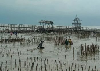 Rehabilitasi Pesisir Utara Pulau Jawa Melalui Konservasi Mangrove
