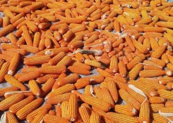 Indonesia Ekspor 14 Ton Benih Jagung Hibrida ke Thailand
