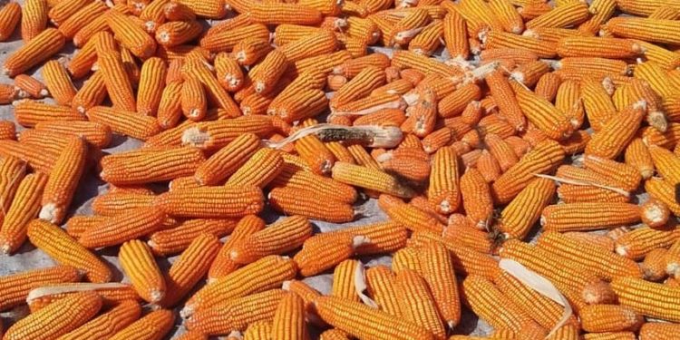 Indonesia Ekspor 14 Ton Benih Jagung Hibrida ke Thailand
