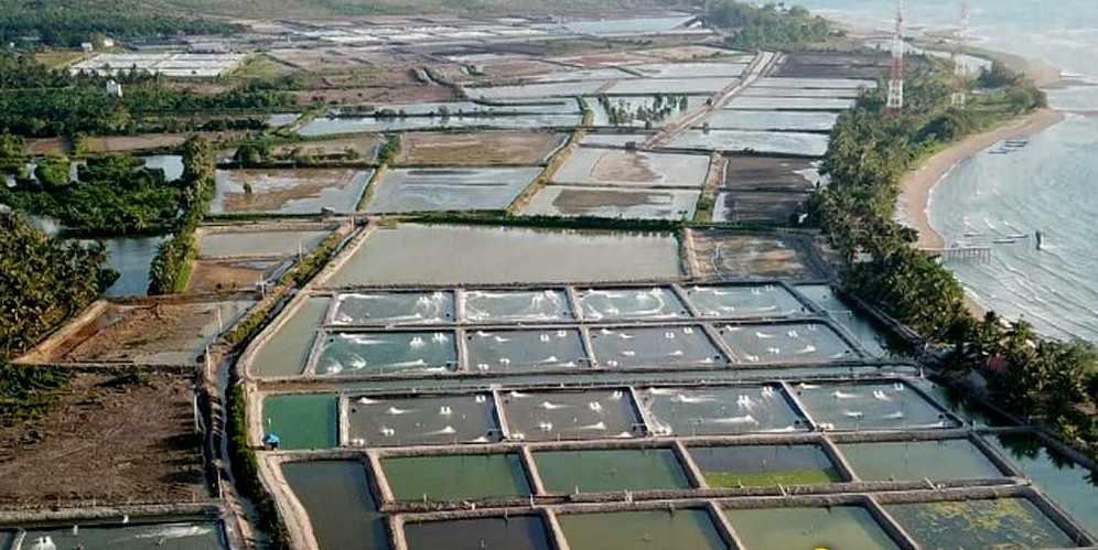 Ambisi Indonesia Jadi Produsen Udang Terbesar di Dunia | AsiaToday.id