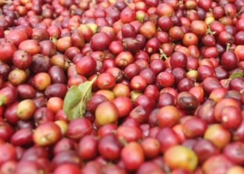 Indonesia Perkuat Penetrasi Kopi di Pasar Amerika Utara dan Jerman