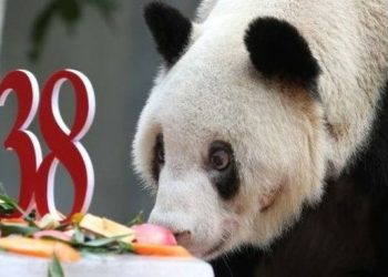 Xinxing, Satwa Panda Tertua di Dunia Mati di Kebun Binatang China