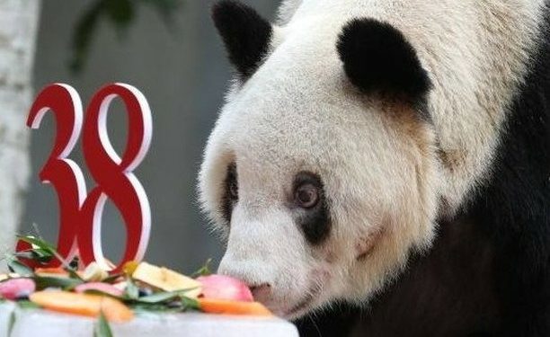 Xinxing, Satwa Panda Tertua di Dunia Mati di Kebun Binatang China