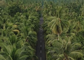 Sulawesi Utara Ekspor 22,5 Ton Air Kelapa ke Singapura