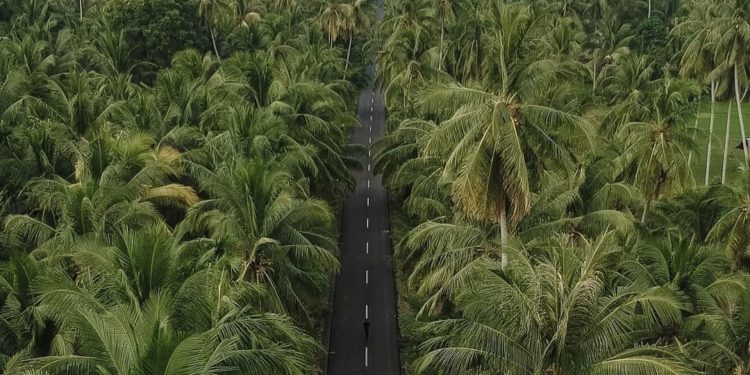 Sulawesi Utara Ekspor 22,5 Ton Air Kelapa ke Singapura