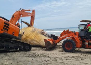 Paus Bryde Seberat 10 Ton Mati Membusuk di Pantai Bali