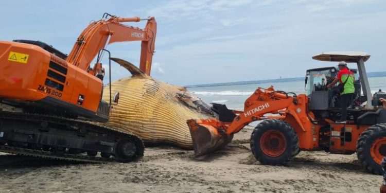 Paus Bryde Seberat 10 Ton Mati Membusuk di Pantai Bali