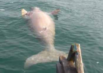 Spesies Dugong di Indonesia Kian Terancam