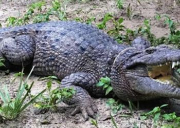Demi Ekonomi, Indonesia Izinkan Papua Perdagangkan Kulit Buaya