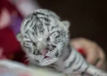 Pertama Kali, Harimau Putih Lahir di Kebun Binatang Nikaragua