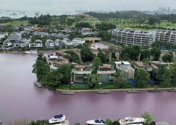 Tercemar Limbah, Saluran Air di Singapura Berubah Warna dan Banyak Ikan Mati