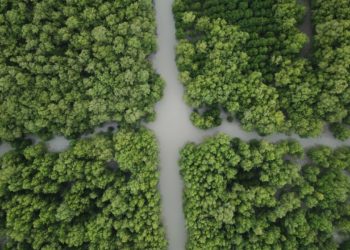 KONSERVASI PESISIR: Indonesia Tanam 2,9 Juta Batang Mangrove