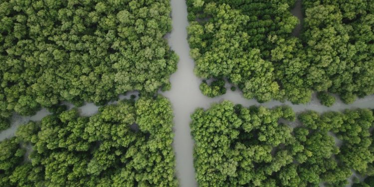 KONSERVASI PESISIR: Indonesia Tanam 2,9 Juta Batang Mangrove