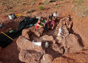 Fosil Dinosaurus Terbesar Ditemukan di Argentina
