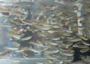 KONSERVASI LAUT: Indonesia Tetapkan 20 Jenis Pisces Dilindungi