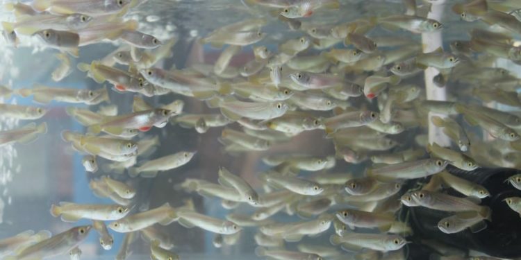 KONSERVASI LAUT: Indonesia Tetapkan 20 Jenis Pisces Dilindungi