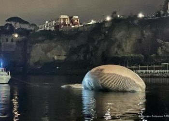 Paus Terbesar di Dunia Ditemukan Mati di Italia