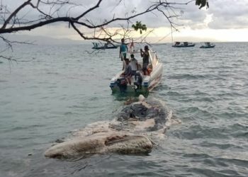 Bangkai Paus Ditemukan di Taman Nasional Bunaken