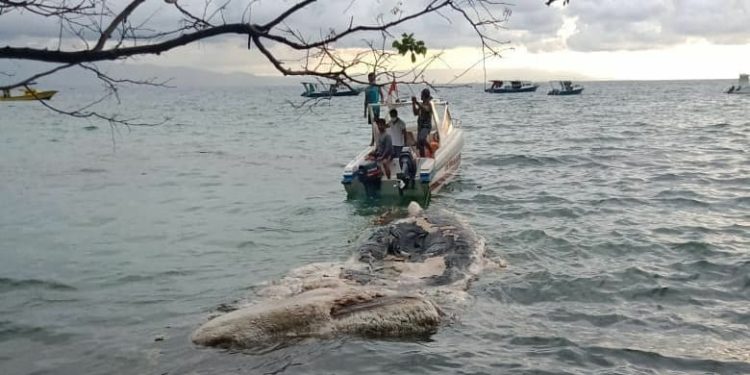 Bangkai Paus Ditemukan di Taman Nasional Bunaken