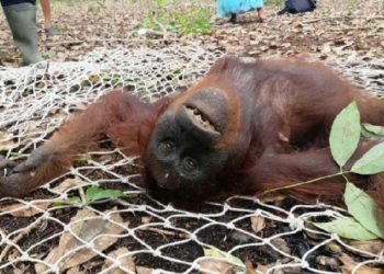 3 Orangutan Terjebak di Kebun Karet Kotawaringin Timur