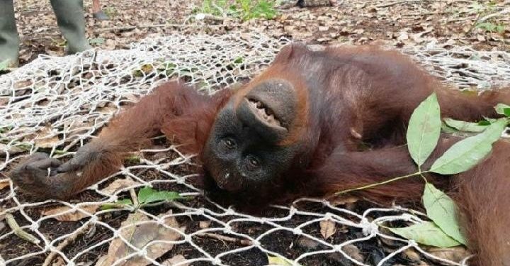3 Orangutan Terjebak di Kebun Karet Kotawaringin Timur