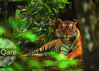 Qatar Airways Cargo Announces Chapter 2 of WeQare – Rewild the Planet