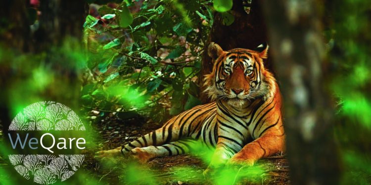 Qatar Airways Cargo Announces Chapter 2 of WeQare – Rewild the Planet