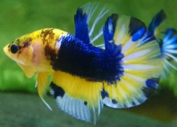 Ikan Cupang Indonesia Diburu oleh Pasar Asia