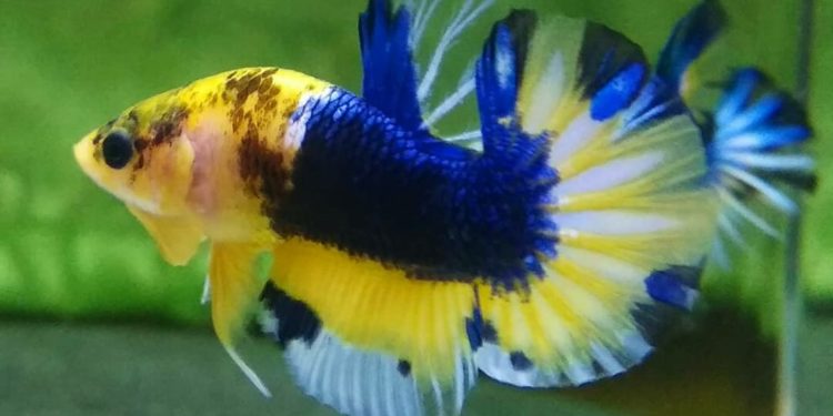 Ikan Cupang Indonesia Diburu oleh Pasar Asia