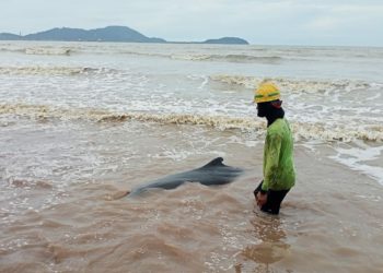Warga Mempawah Selamatkan Paus Sperma Kerdil yang Terdampar di Pantai
