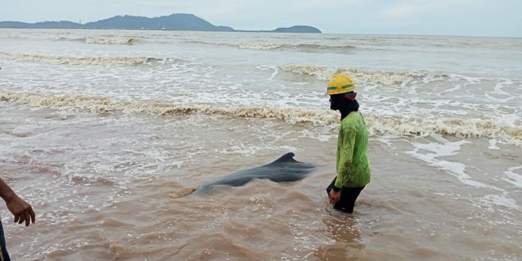 Warga Mempawah Selamatkan Paus Sperma Kerdil yang Terdampar di Pantai