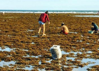 Batam Ekspor 1.149,92 Ton Rumput Laut ke China, Vietnam dan Jepang