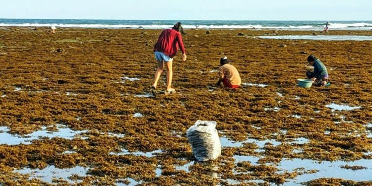 Batam Ekspor 1.149,92 Ton Rumput Laut ke China, Vietnam dan Jepang