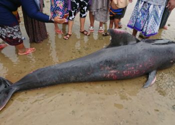 49 Ekor Paus Pilot Mati Terdampar di Pesisir Madura, Jawa Timur