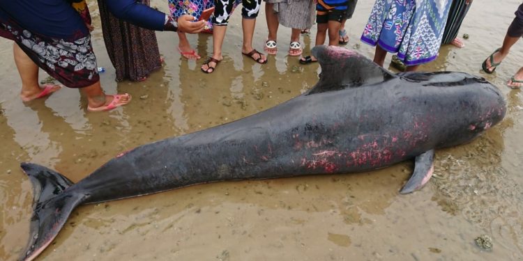 49 Ekor Paus Pilot Mati Terdampar di Pesisir Madura, Jawa Timur