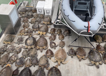 Suhu Dingin Ekstrem, Ribuan Penyu Terdampar di Pesisir Texas, AS