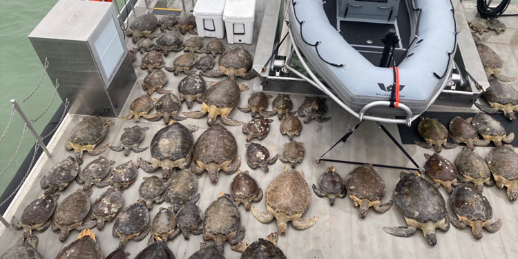 Suhu Dingin Ekstrem, Ribuan Penyu Terdampar di Pesisir Texas, AS