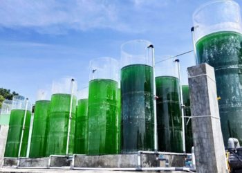 Atasi Impor Pakan, Indonesia Kembangkan Fotobioreaktor untuk Produksi Mikroalga
