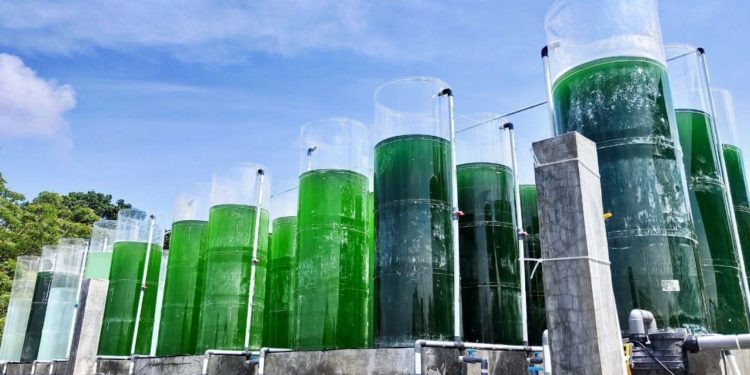 Atasi Impor Pakan, Indonesia Kembangkan Fotobioreaktor untuk Produksi Mikroalga
