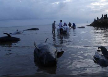 Indonesia Libatkan Para Ahli Teliti Penyebab Mamalia Laut Terdampar Massal