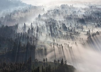 Atasi Perubahan Iklim, Inggris Investasi Rp3 Triliun untuk Konservasi Hutan Global