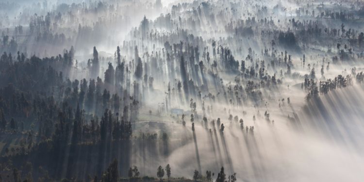 Atasi Perubahan Iklim, Inggris Investasi Rp3 Triliun untuk Konservasi Hutan Global