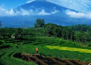 Mitigasi Perubahan Iklim, Indonesia Gencar Bangun Kampung Iklim