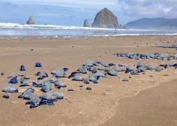 Global Warming Picu Gelombang Panas Laut dan Kematian Massal Ubur-Ubur di Dunia 1